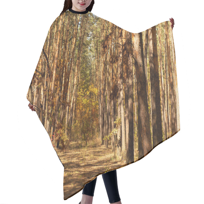 Personality  Scenic Autumnal Forest With Tree Trunks And Path In Sunlight Hair Cutting Cape