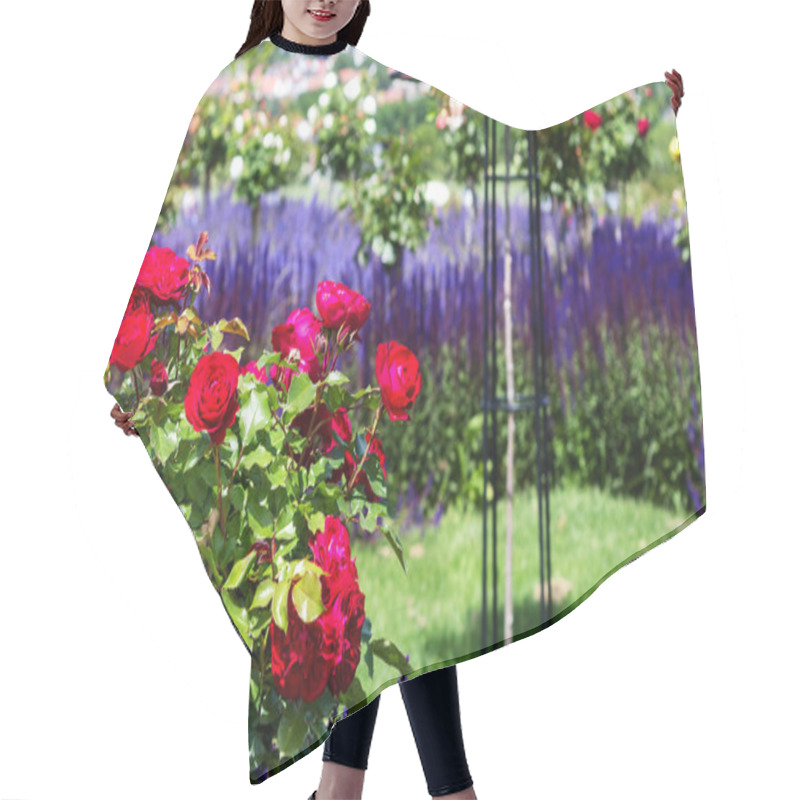 Personality  Red Roses And Blue Salvia Nemorosa In Rose Garden English Style Hair Cutting Cape