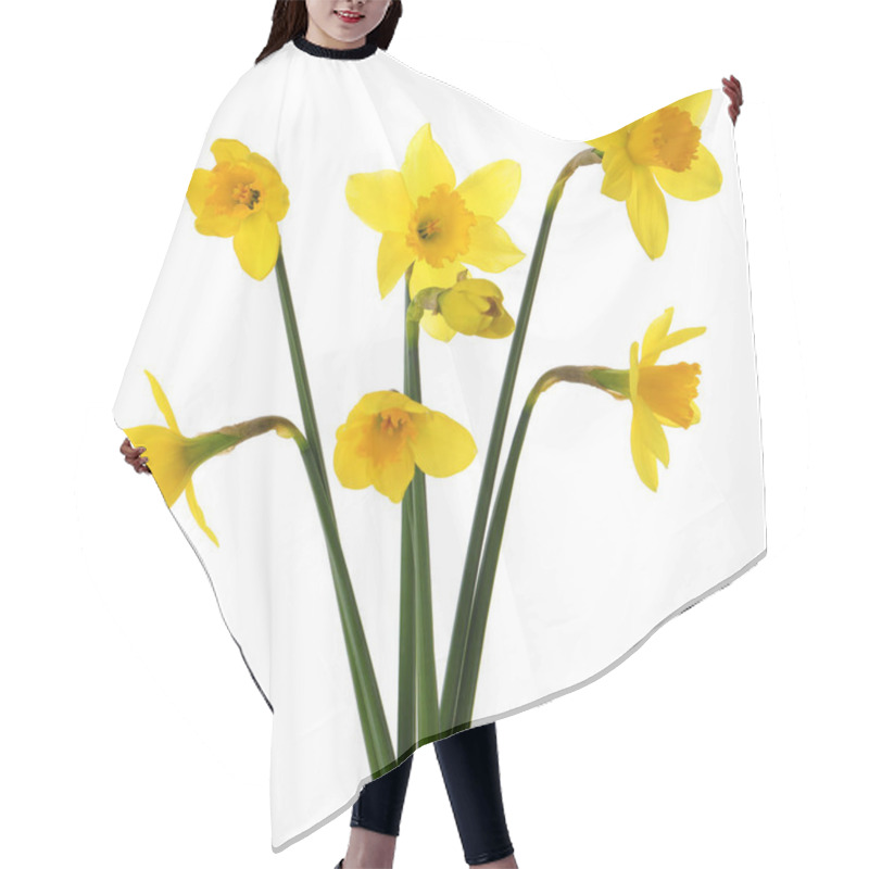 Personality  Beautiful Blooming Yellow Daffodils On White Background Hair Cutting Cape