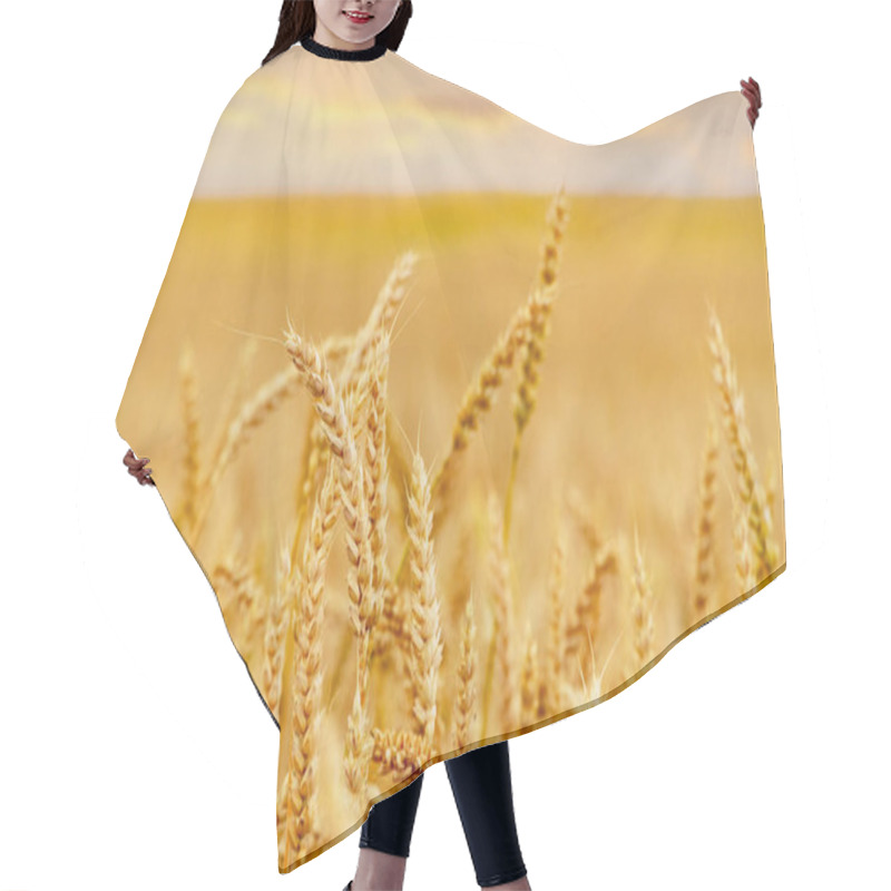 Personality  Wheat Field With Ripe Ears During Sunset Hair Cutting Cape