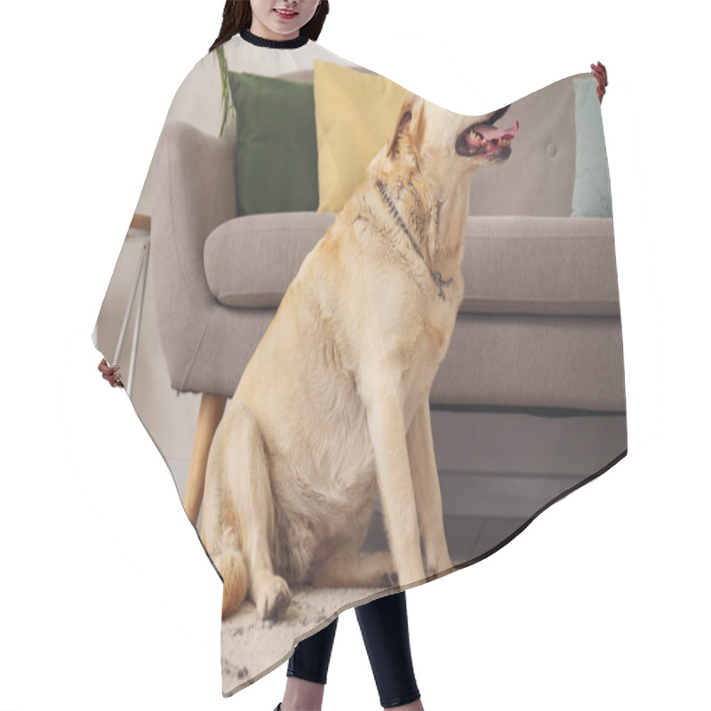 Personality  Cute Labrador Dog Sitting On Carpet At Home Hair Cutting Cape