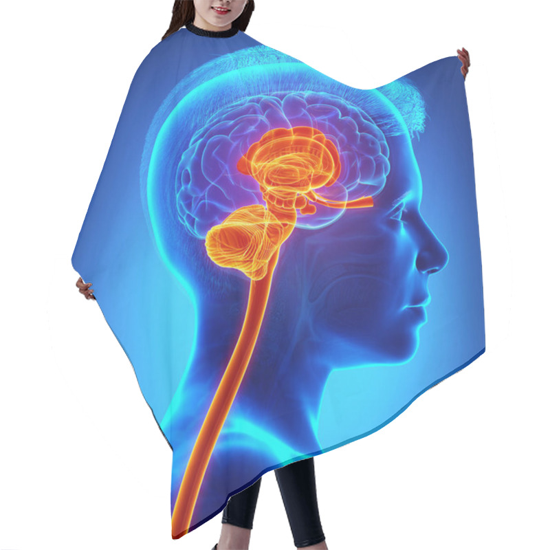 Personality  3d Rendered Medically Accurate Illustration Of The Interior Brain Anatomy Hair Cutting Cape