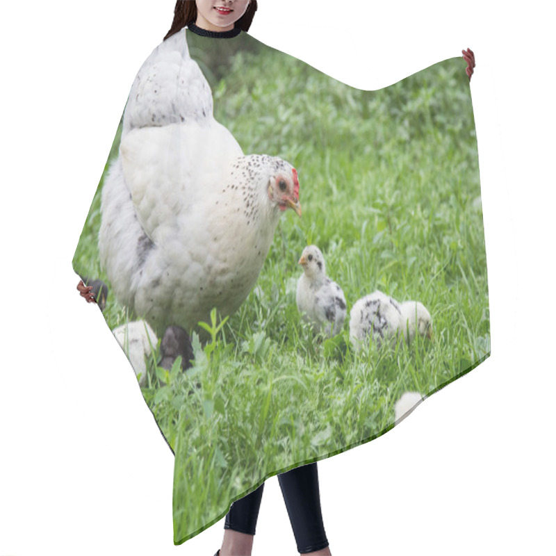 Personality  A White Hen Walks On The Green Grass With Her Chicks Hair Cutting Cape