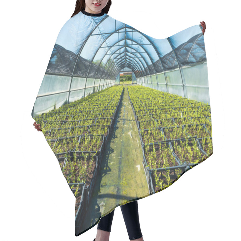 Personality  Perspective View Of Rows Of Verdant Plants Growing On Soil In Hothouse On Sunny Day Hair Cutting Cape