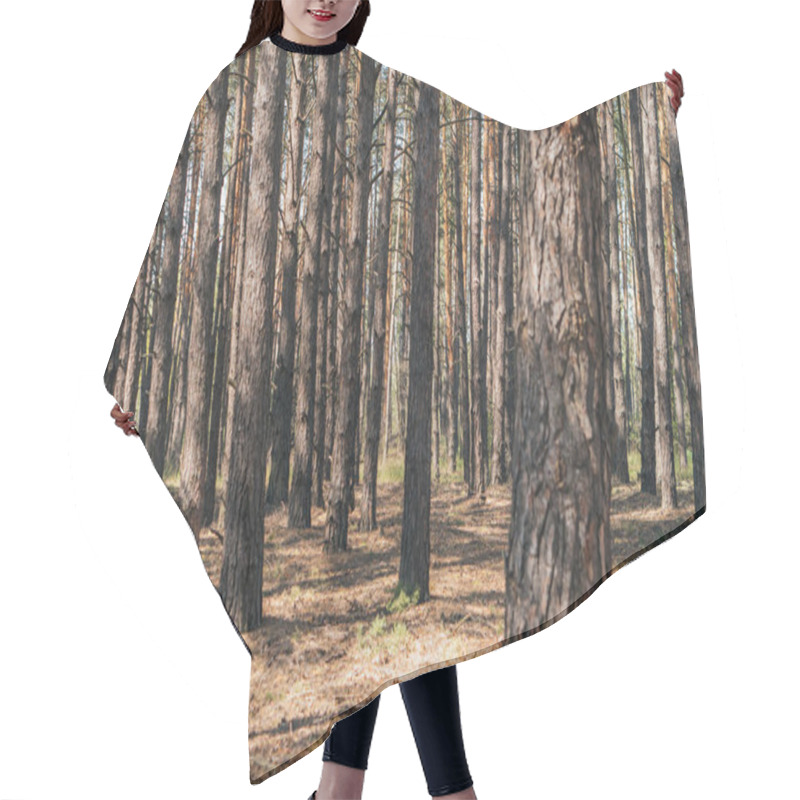 Personality  Selective Focus Of Tree Trunks In Summer Woods  Hair Cutting Cape