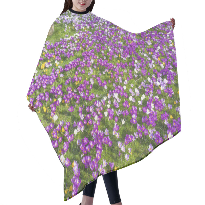 Personality  Crocuses Blooming In Wild Grass. Hair Cutting Cape