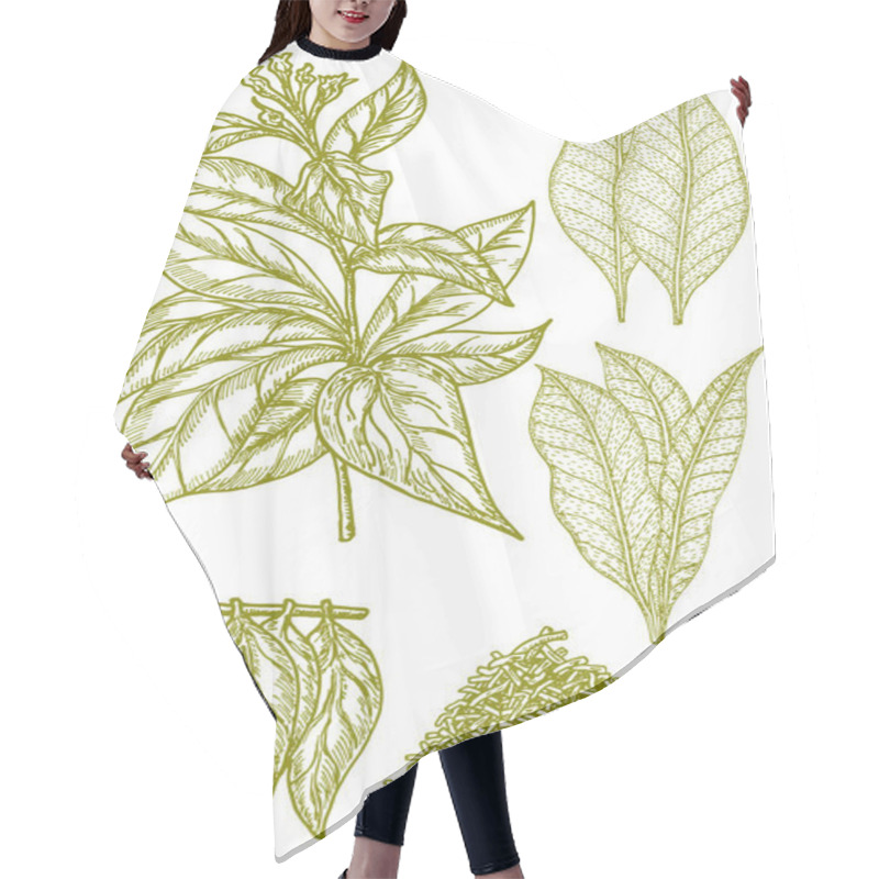 Personality  Tobacco Sketch Set. Plant With Flowers, Fresh And Dried Leaves. Hair Cutting Cape