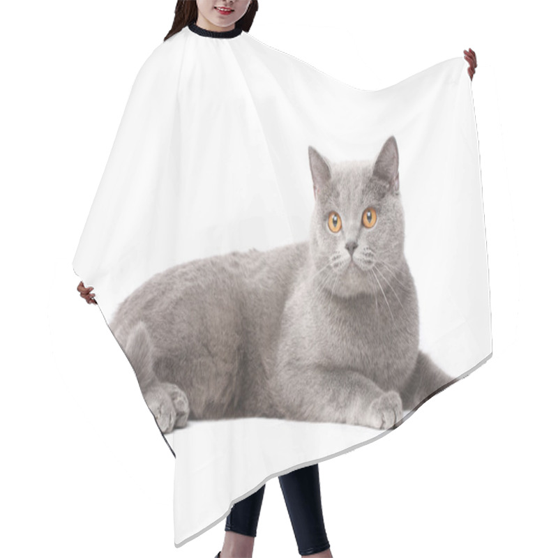 Personality  British Cat Hair Cutting Cape