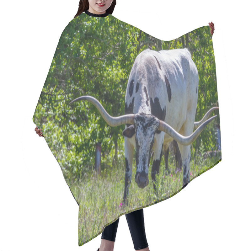 Personality  A Big Texas Longhorn Steer Grazing In A Pasture With Wildflowers Growing In Texas. Hair Cutting Cape