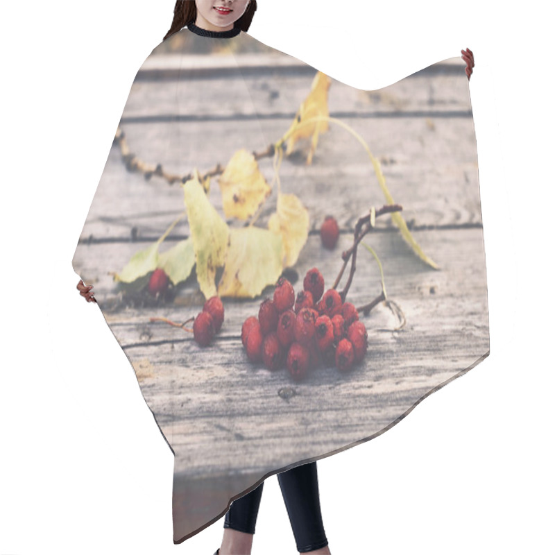 Personality  Bunch Of Red Ash Berry On Rustic Bench Hair Cutting Cape