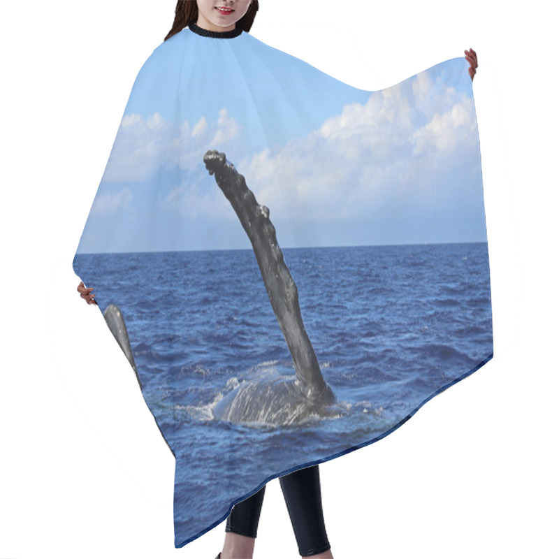 Personality  Whale Side Fin - Humpback Whale, Maui, Hawaii Hair Cutting Cape