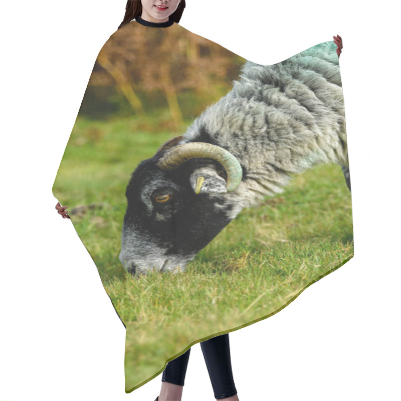 Personality  Horned Sheep Grazing On Moorland At Dartmoor National Park. Hair Cutting Cape