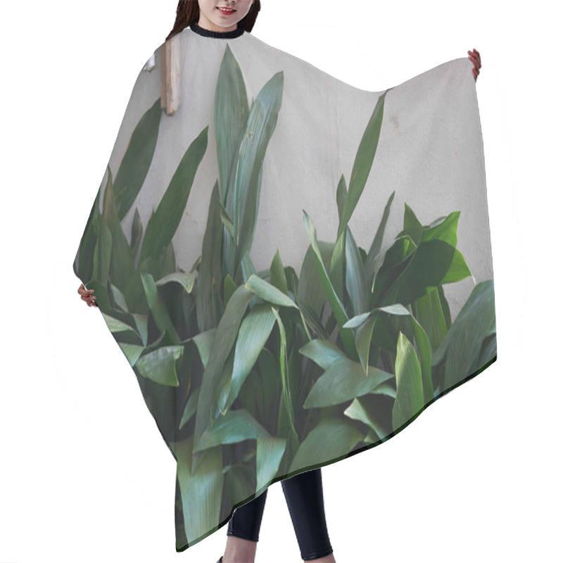 Personality  Aspidistra Elatior In A Flowerbed Hair Cutting Cape