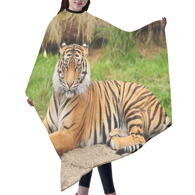 Personality  Tiger Portrait Horizontal Hair Cutting Cape