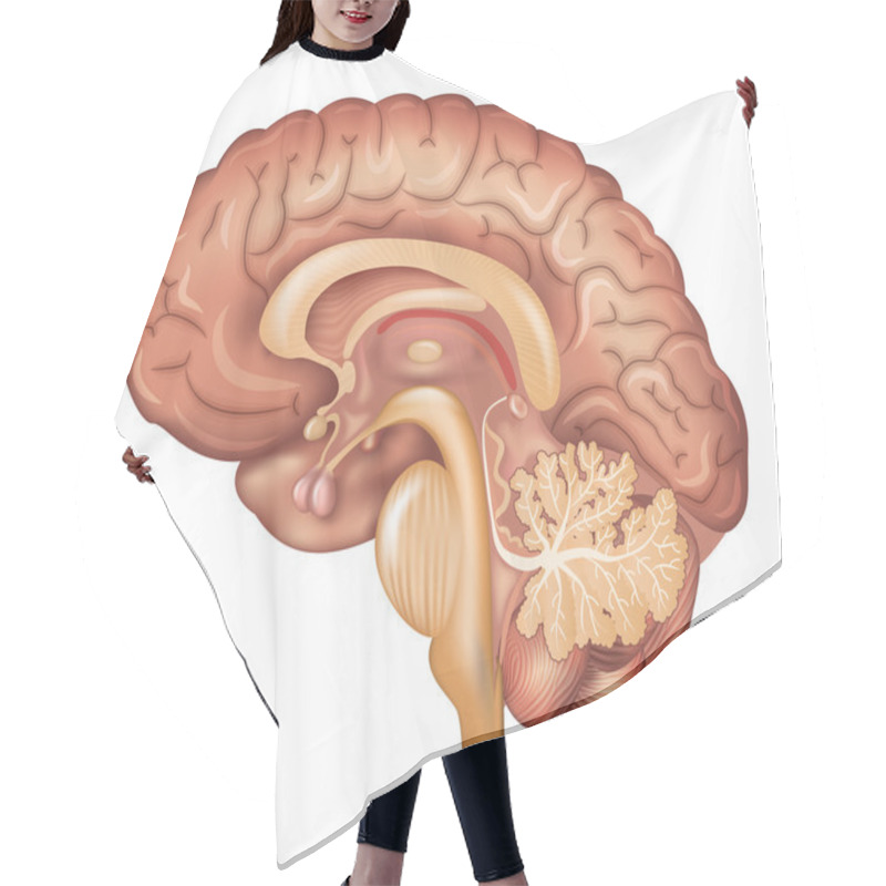 Personality  Human Brain Hair Cutting Cape