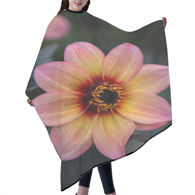 Personality  Peachy Pink Garden Dahlia With Dark Foliage In Soft Natural Light Hair Cutting Cape