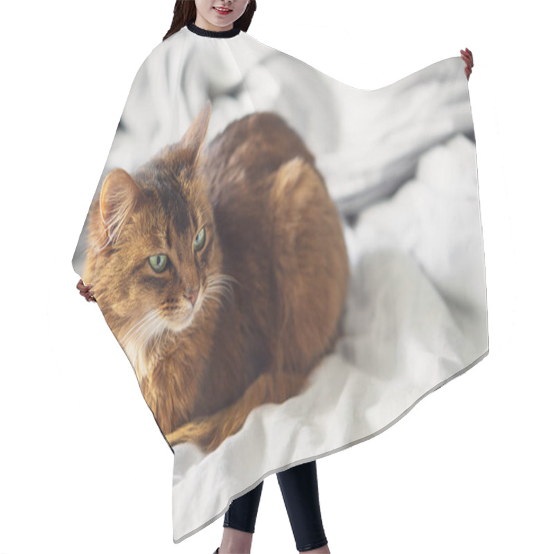 Personality  Domestic Cute Cat Lying In Bed Sheets Inside. Hair Cutting Cape