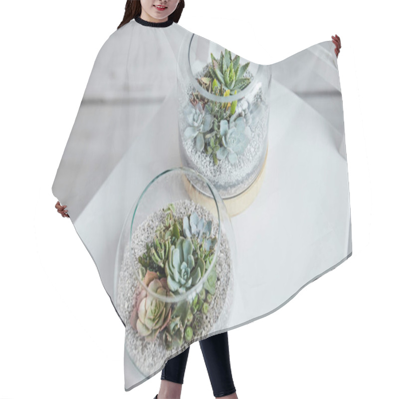 Personality  Top View Of Decorative Exotic Succulents In Glass Flowerpots On White Chair Hair Cutting Cape