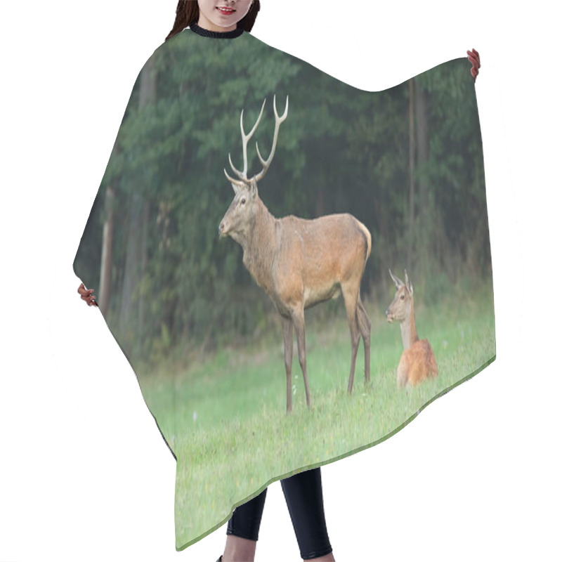 Personality  Red Deer Couple On A Meadow With Forest In Background. Hair Cutting Cape