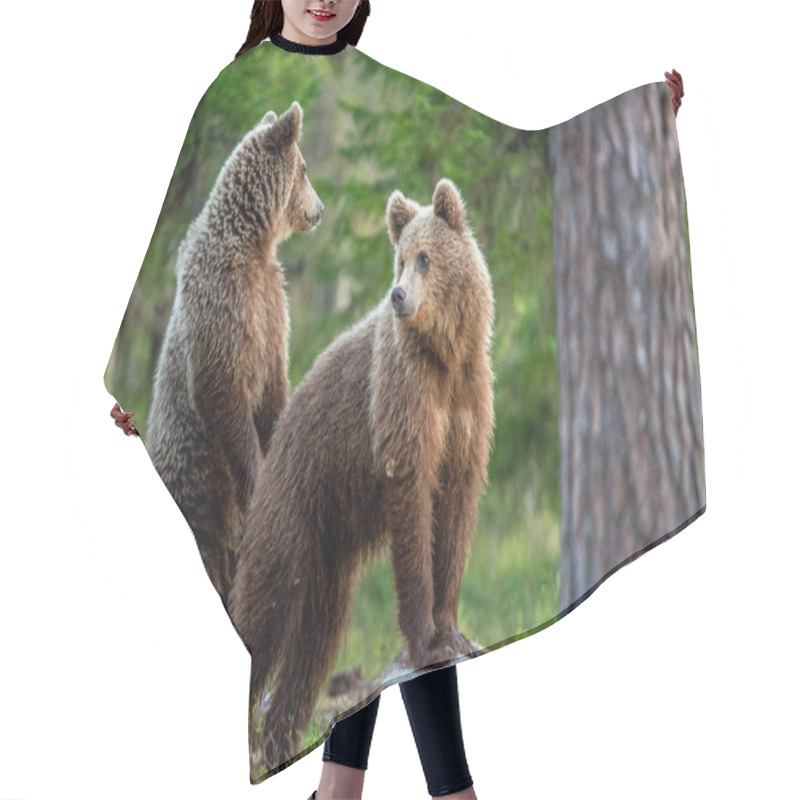 Personality  Cubs Of Brown Bear In The Summer Forest. Natural Habitat. Scientific Name: Ursus Arctos. Hair Cutting Cape