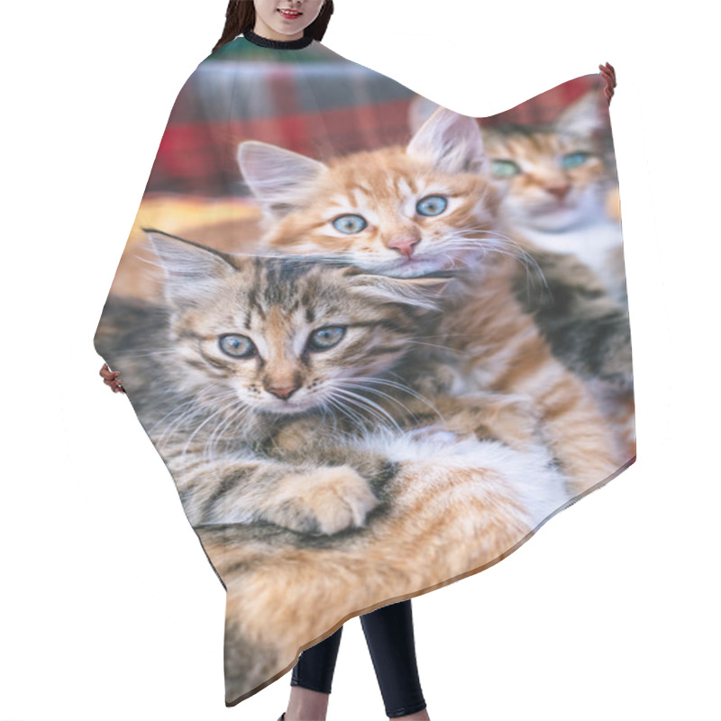 Personality  Two Kittens And Their Mother On A Blanket. Hair Cutting Cape