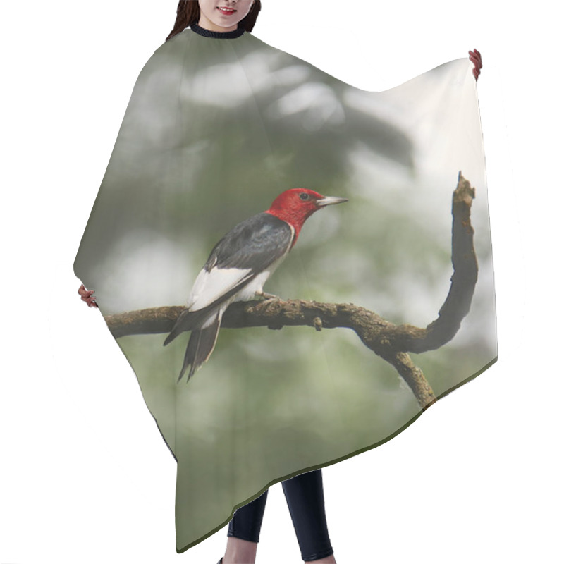 Personality  Red-headed Woodpecker (melanerpes Erythrocephalus) Hair Cutting Cape