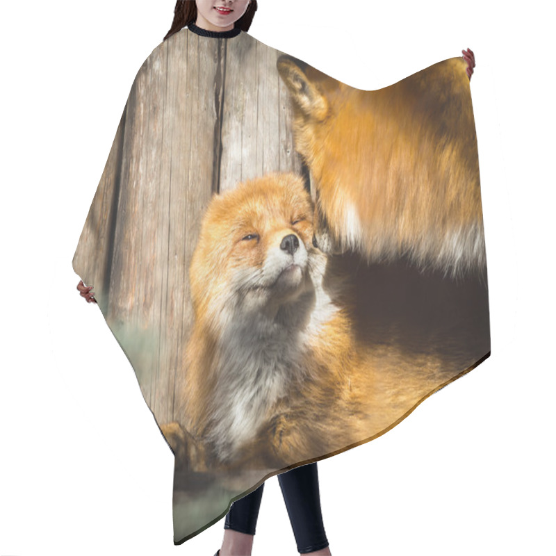 Personality  Pair Of Red Foxes  Hair Cutting Cape