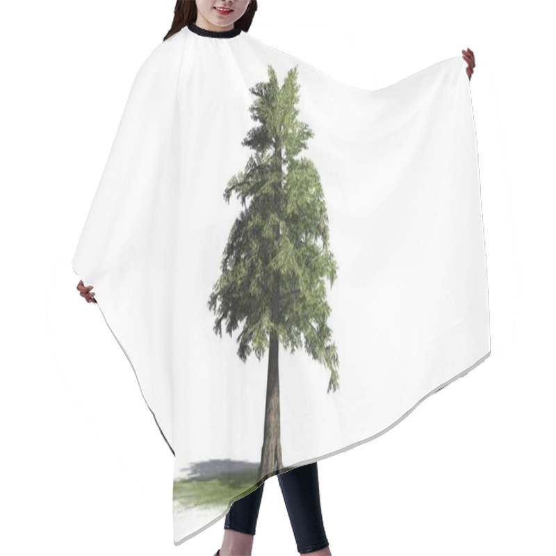 Personality  Western Red Cedar Tree On A Green Area - Isolated On White Background Hair Cutting Cape