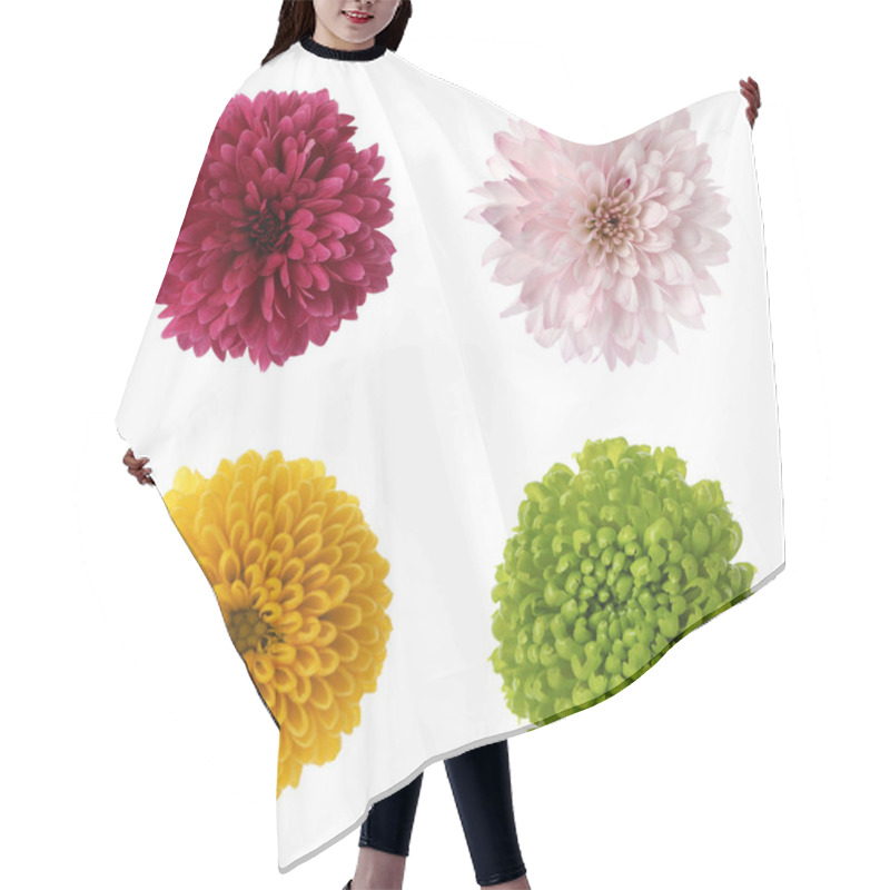 Personality  Set With Beautiful Chrysanthemum Flowers On White Background  Hair Cutting Cape