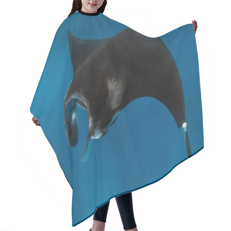 Personality  Close Up View Of Giant Manta Ray Fish. Big Fish In Blue Ocean Hair Cutting Cape