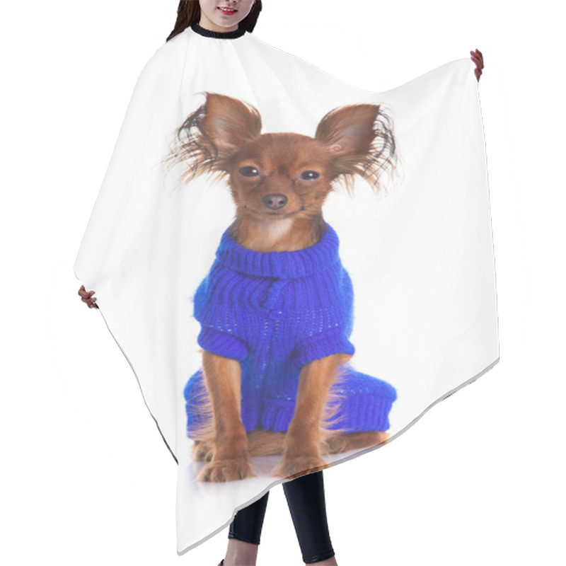 Personality  Toy Terrier. Russian Toy Terrier On A White Background. Funny Li Hair Cutting Cape