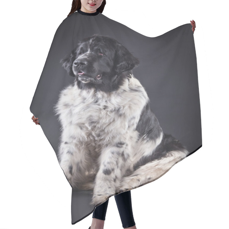 Personality  Newfoundland Dog Black And White Portrait In Studio Hair Cutting Cape