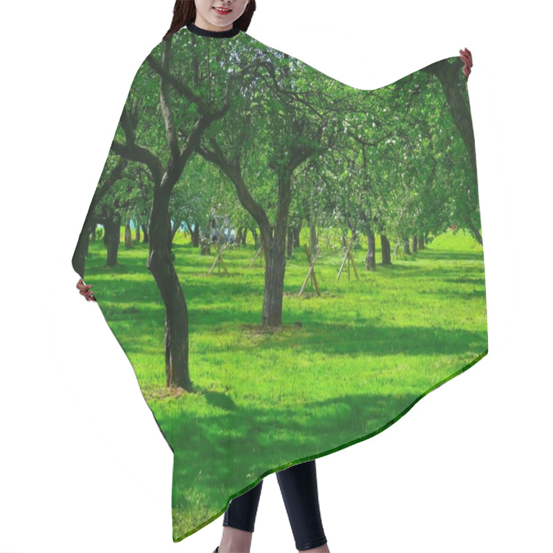 Personality  Apple-tree. Blossoming. Hair Cutting Cape