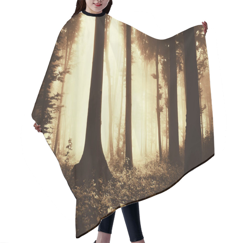 Personality  Tree Silhouettes In Fantasy Forest In Autumn Sunset Light Hair Cutting Cape