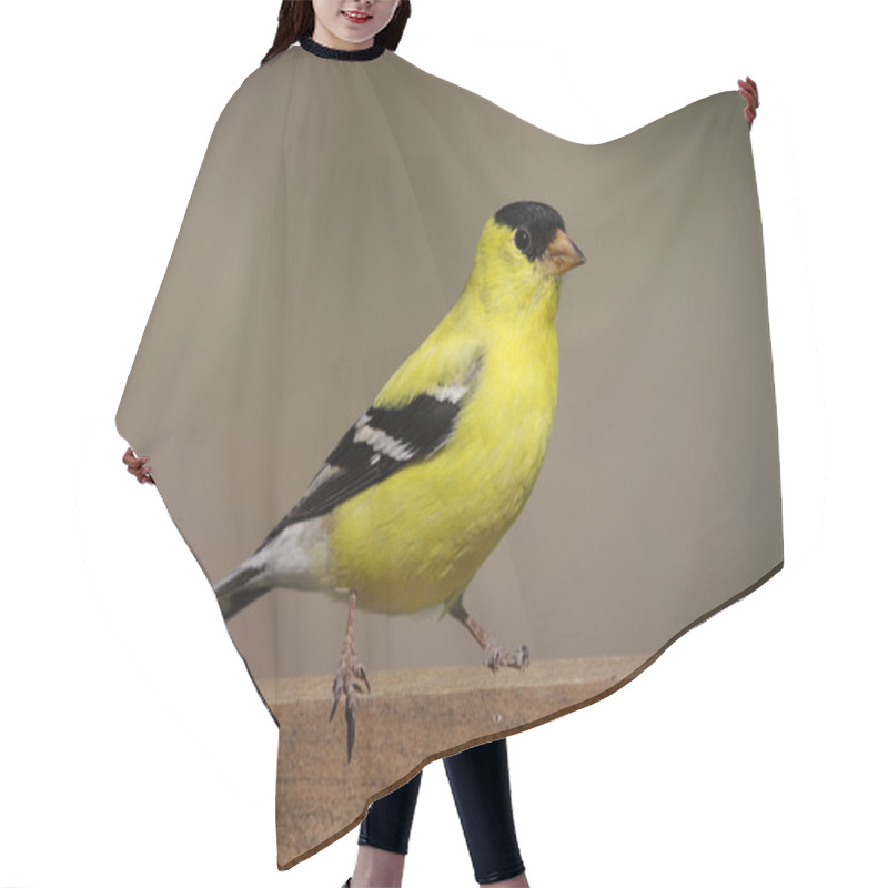 Personality  American Goldfinch (Carduelis Tristis) Hair Cutting Cape