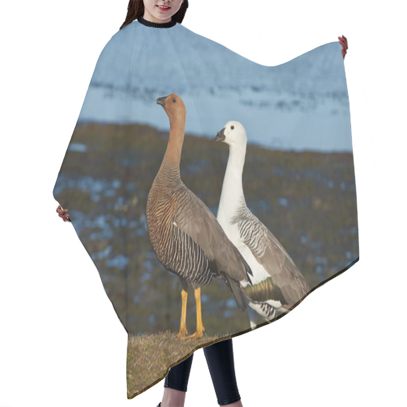 Personality  Pair Of Upland Geese Hair Cutting Cape