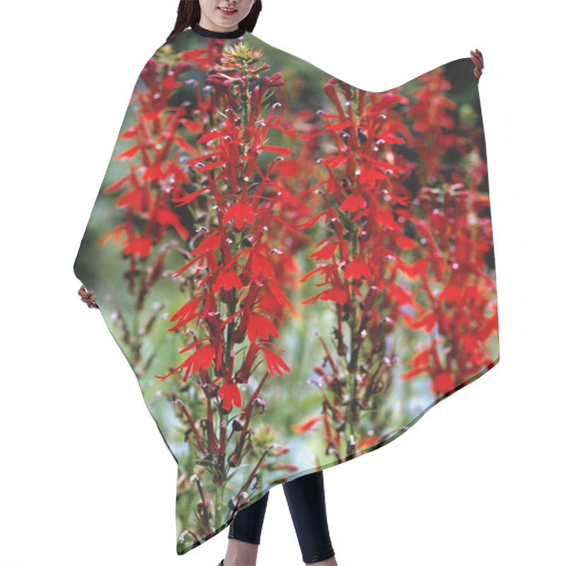 Personality  Kardinalslobelie, Scharlachrote Lobelie, Lobelia Cardinalis Hair Cutting Cape