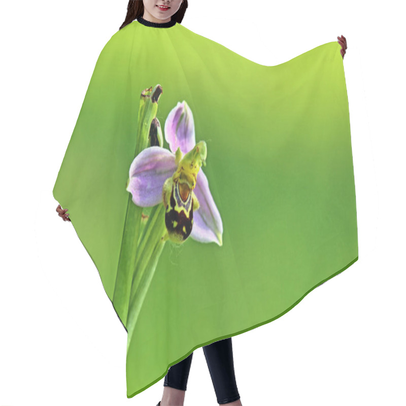 Personality  Flower Of Bee Orchid Ophrys Apifera Hair Cutting Cape