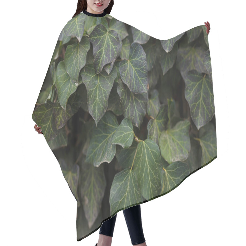 Personality  Natural Background, Foliage Texture, Leaves Of Evergreen Ivy Bush. Close Up Shot. Hair Cutting Cape