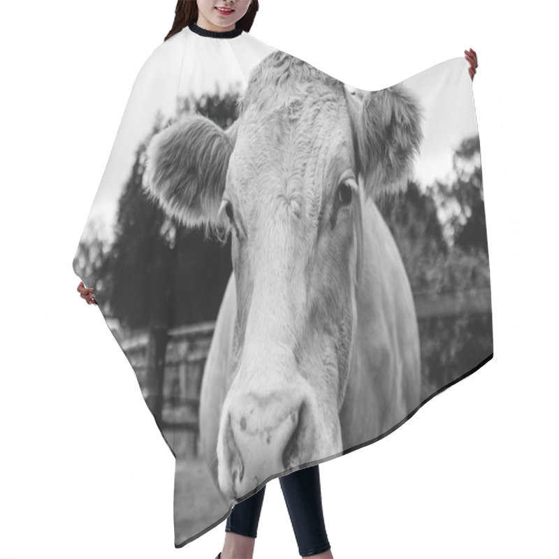 Personality  Head Shot Of A Farm Cow Looking At You  Hair Cutting Cape