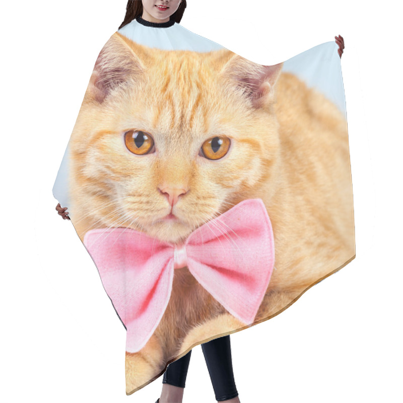 Personality  Kitten Wearing Pink Bow Tie Hair Cutting Cape