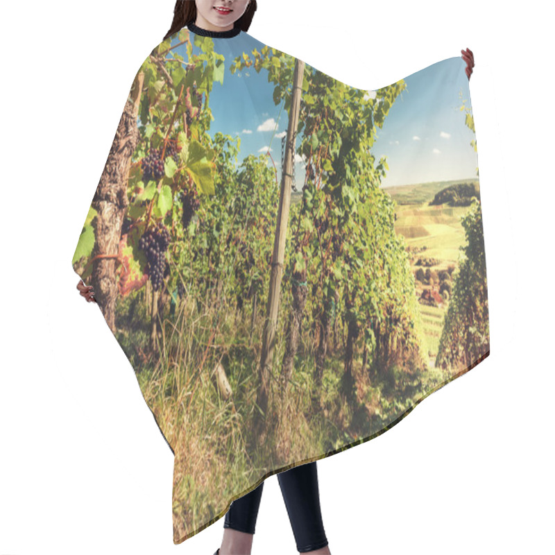 Personality  Landscape With Autumn Vineyards And Organic Grape Hair Cutting Cape