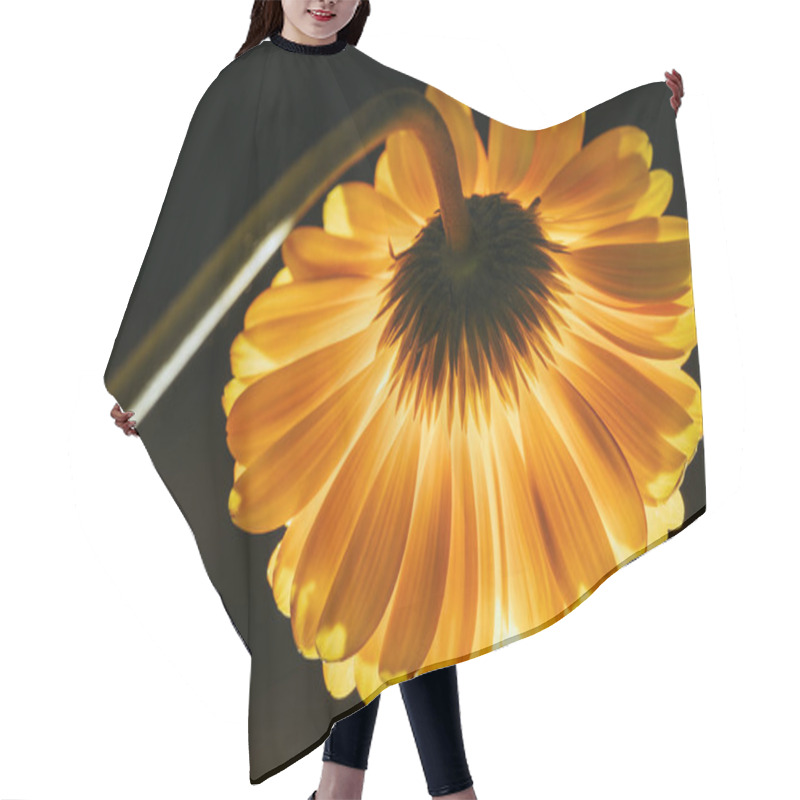 Personality  Beautiful Gerbera Flower Isolated On Black Hair Cutting Cape