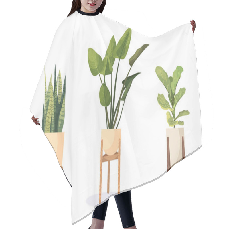 Personality  Home Plants In Flower Pots On A White Background. Hair Cutting Cape