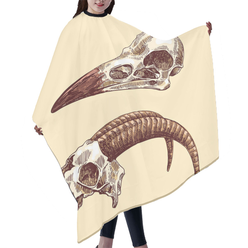 Personality  Illustration  Animal Skulls Hair Cutting Cape