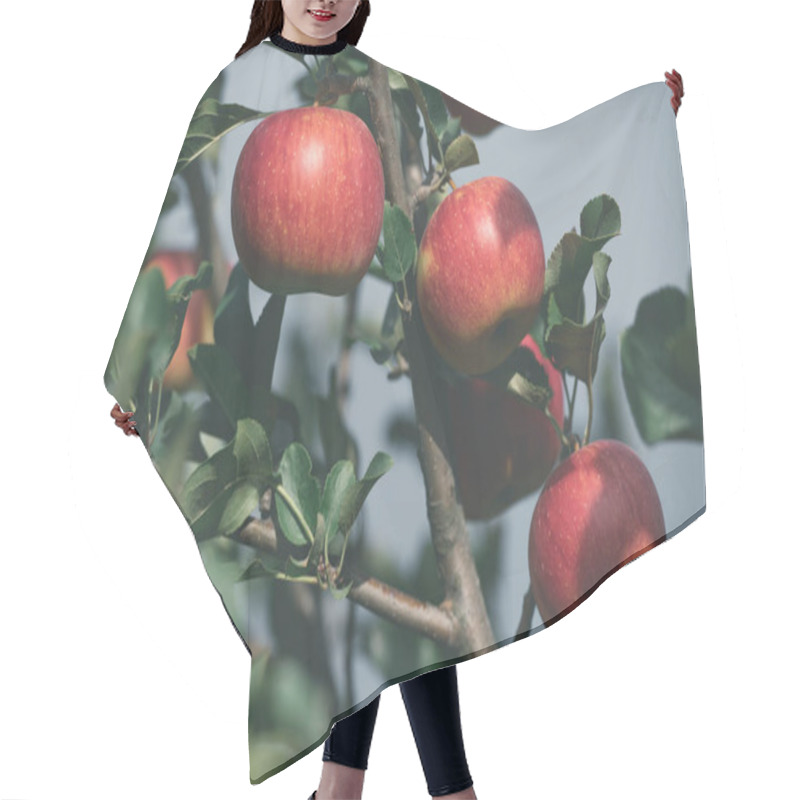 Personality  Close Up Of Ripe Red Apples On Tree Branches In Garden Hair Cutting Cape