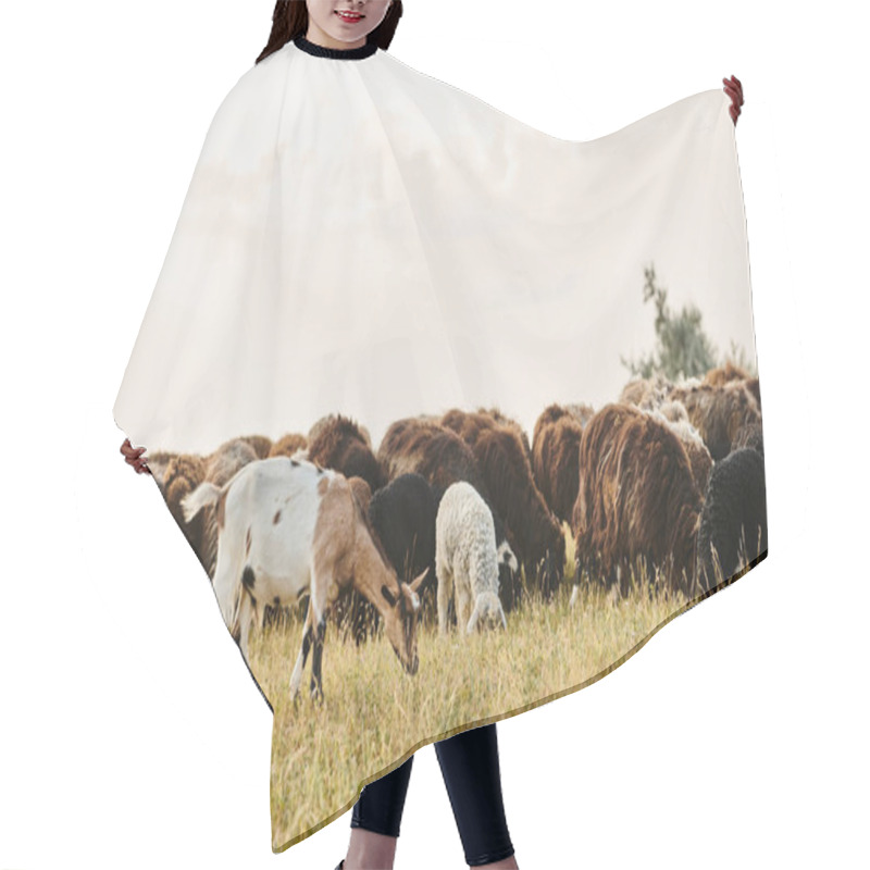 Personality  Huge Lively Cattle Of Cute Sheeps And Goats Grazing Fresh Weeds While In Scenic Spring Field Hair Cutting Cape