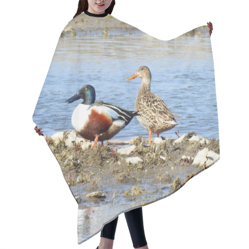 Personality  Northern Shoveler (Spatula Clypeata) North American Waterfowl Duck Bird Hair Cutting Cape