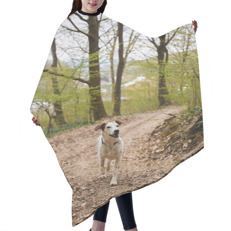 Personality  Image Of Curious Cute White Dog Standing And Resting In Narrow Forest Path, Looking Away Hair Cutting Cape