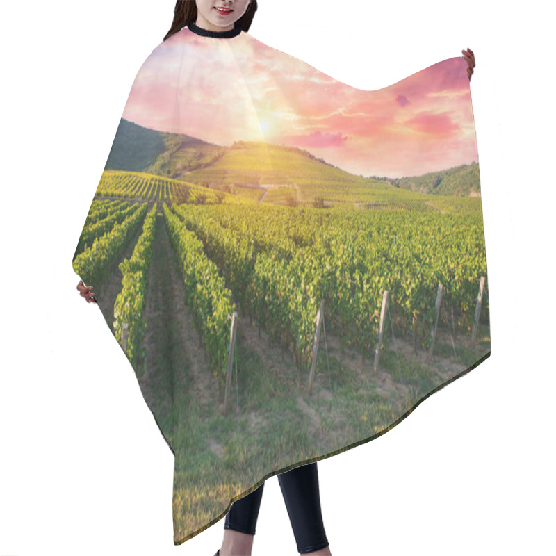 Personality  Extra Wide Panoramic Shot Of A Summer Vineyard Shot At Sunset. High Quality Photo Hair Cutting Cape